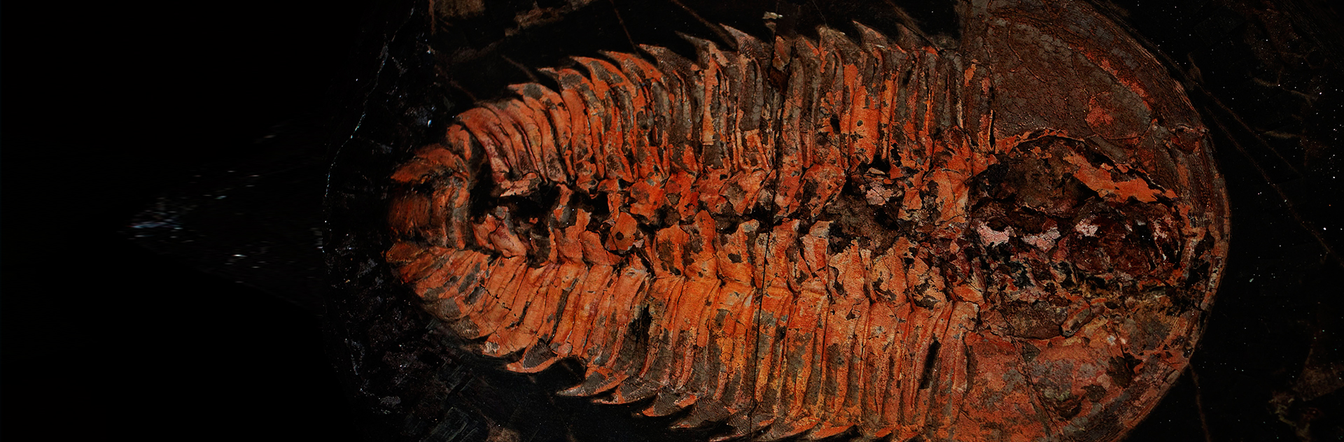 Mapping the evolution of the 500 million yearold horseshoe crab NSCC