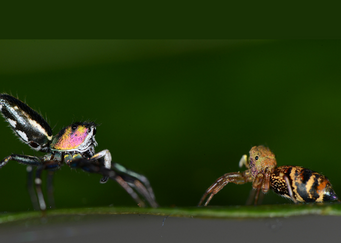 Peeking into the lenses of tropical jumping spiders