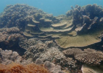 High performance computing for studying and preserving marine ecosystems