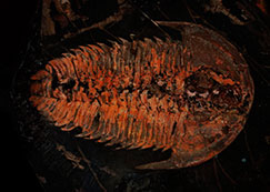 Mapping the evolution of the 500 million year-old horseshoe crab
